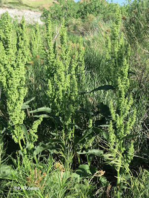 curly dock, Rumex crispus