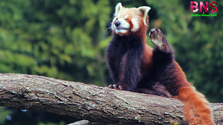 Red panda cute wallpaper images free download mobile status desktop wallpaper, red pandwnload,facebook,instagaram,free,funny red panda images,image of red panda,red panda pictures gi,giant red panda images,getty images red panda,red panda images hd,red panda habitat images,the picture of red panda,red panda images pictures,images of red panda bears,images of red panda habitat,red panda printable pictures,red panda pictures to print,photos of red panda,red panda reaction images,free red panda images,red panda sweet pictures,red panda pictures to color,red panda pictures to colour,rea hd images