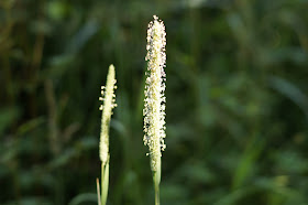 Norfolk countryside in July