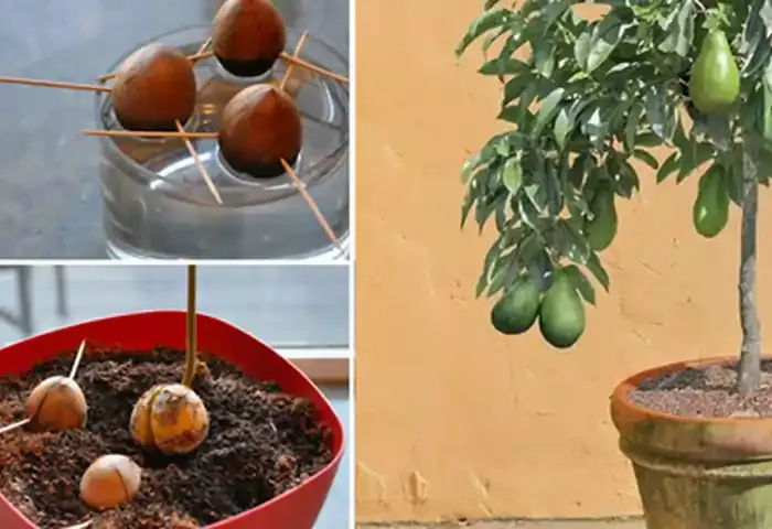 News, National, New Delhi, Avocado, Farming, Agriculture, Cultivation, Stop buying avocado, Learn how to grow it at home.