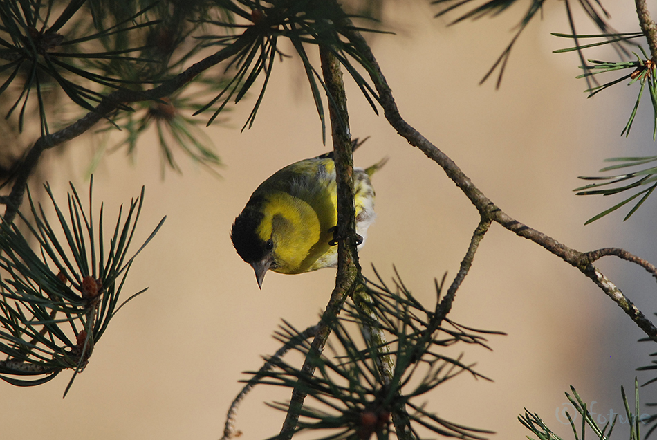 Siisike, Spinus spinus, Eurasian siskin, Carduelis, Spruce, vint