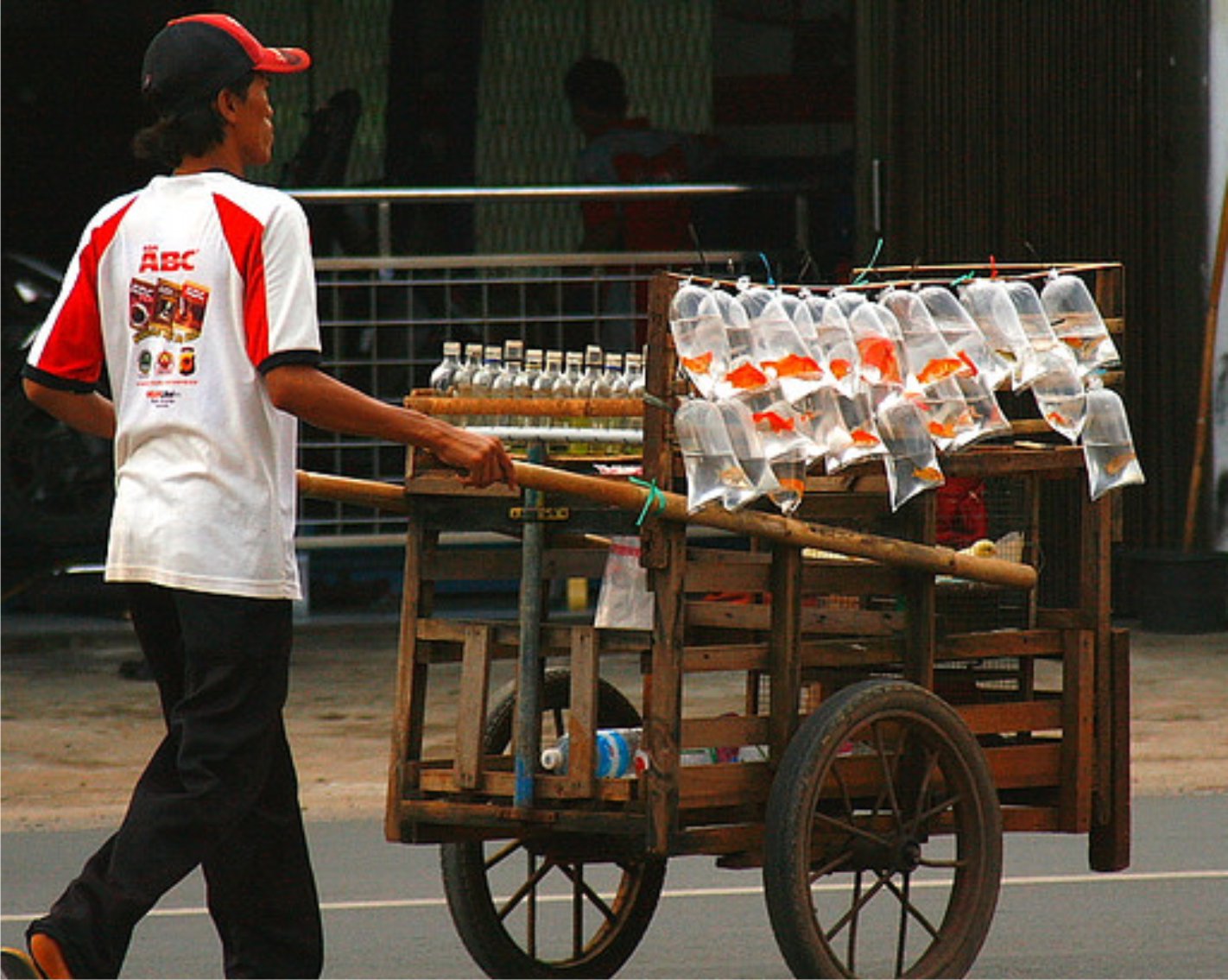 Info Unik 7 Hewan  Yang Dibeli Pada Waktu Kecil 