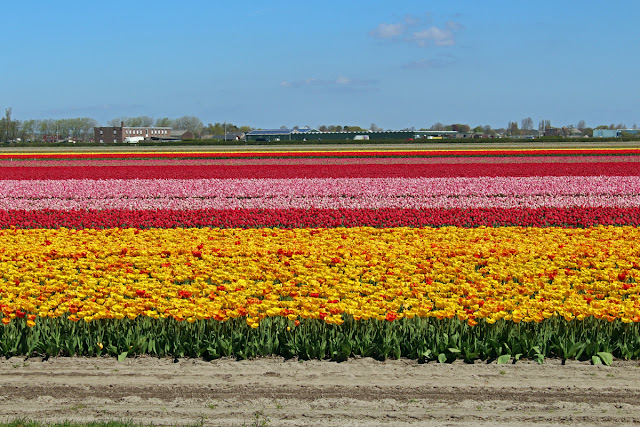 The Butterfly Balcony - Wendy's Week Liverpool to Amsterdam - Surrounding the Keukenhof are the beautiful bulb fields