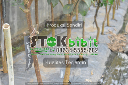 Petai                                                                                          cara mematikan pohon petai cina
