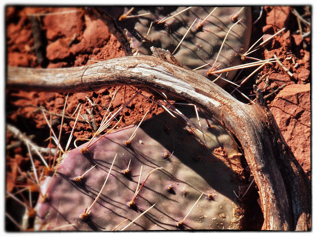 Photo of the colors of Sedona (driftwood, cactus, red earth)