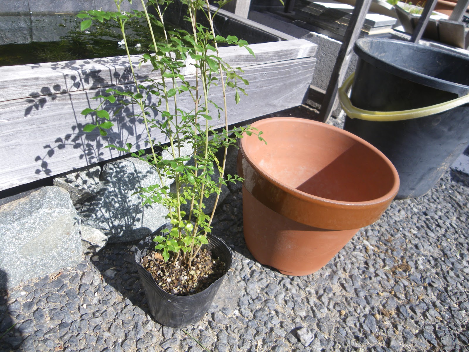 シマトネリコの鉢植えの育て方 植え付け編 肥料と剪定 メダカの大工
