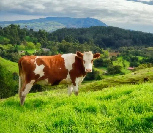 beautiful-cow-pictures-hd-images-photos-whatsapp-status