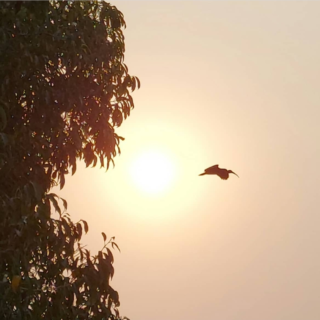 Foto de Julio Silva ao fim de tarde em Peruíbe com ave voando diante do Sol