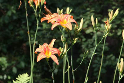 day lilies bursting in air