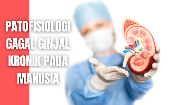 Patofisiologi Gagal Ginjal Kronik Pada Manusia Patofisiologi Gagal Ginjal Kronik atau GGK tergantung dari etiologi diagnosisnya, pada awalnya keseimbangan cairan dan sisa-sisa metabolisme masih bergantung pada ginjal yang sakit, hingga fungsi ginjal menurun kurang dari 25%.   Mulai muncul manifestasi klinis GGK namun kecil, hal ini dikarenakan nefron-nefron yang sehat mengambil alih fungsi nefron yang rusak. Akibat dari nefron yang rusak laju filtrasi, reabsorbsi dan sekresinya mengalami peningkatan serta hipertrofi.   Seiring dengan bertambahnya nefron yang mati, maka nefron yang masih sehat menghadapi tugas yang semakin berat. Akibatnya nefron-nefron tersebut mengalami kerusakan dan akhirnya mati. Seiring dengan semakin parahnya penyusutan dari nefron, maka terjadinya pembentukan jaringan parut dan penurunan aliran darah ke ginjal.  Selanjutnya gagal ginjal masuk ke tahap insufisiensi ginjal. Sisa-sisa metabolisme mulai terakumulasi dalam darah dan akan mengakibatkan tertimbunnya produk buangan di dalam darah yang tidak dapat dikeluarkan oleh ginjal. Hal ini dapat mengganggu kerja dari sistem tubuh lainnya.   Sistem kerja tubuh yang terganggu akibat gagal ginjal meliputi sistem gastrointestinal, integumen, hematologi, saraf dan otot, kardiovaskuler serta endokrin. Pasien GGK sering mengalami manifestasi klinis yang disebabkan oleh penyakit primer (diabetes mellitus) dan efek patologis intrinsik uremia.  Dari urutan kejadian tersebut dapat menimbulkan tanda-tanda gejala dan komplikasi pada seluruh sistem tubuh. Akibat semakin banyaknya sisa-sisa metabolisme yang tidak dapat dikeluarkan oleh ginjal, maka gejala akan semakin berat. Pasien akan merasa kesulitan menjalani aktivitas sehari-hari dan berdampak pada kualitas hidup pasien.    Nah itu dia bahasan dari patofisiologi gagal ginjal kronik atau GGK pada manusia, melalui bahasan di atas bisa diketahui mengenai patofisiologi gagal ginjal kronik atau GGK pada manusia. Mungkin hanya itu yang bisa disampaikan di dalam artikel ini, mohon maaf bila terjadi kesalahan di dalam penulisan dan terimakasih telah membaca aritikel ini."God Bless and Protect Us"