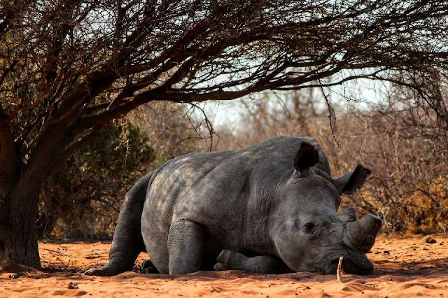 El cuernonde los rinoceronetesbes es cada vez más pequeño