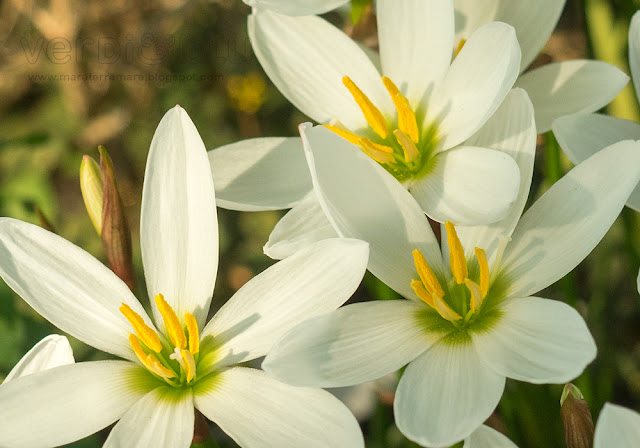 Zephyranthes candida