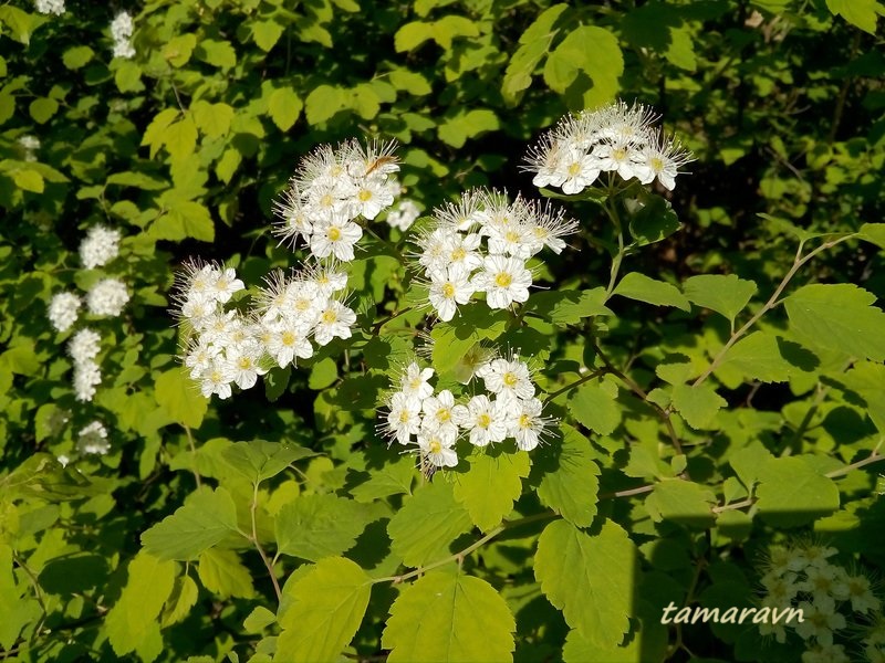 Спирея уссурийская / Таволга уссурийская (Spiraea ussuriensis)