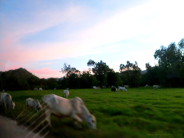 Cattle grazing in Busuanga, Palawan