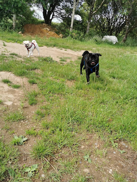 Paws for Reaction National Great Outdoors Month: Meet our featured pets enjoying the outdoors!