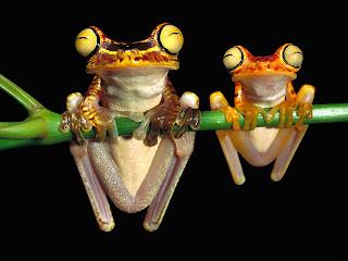 Funny Cute Little Frogs