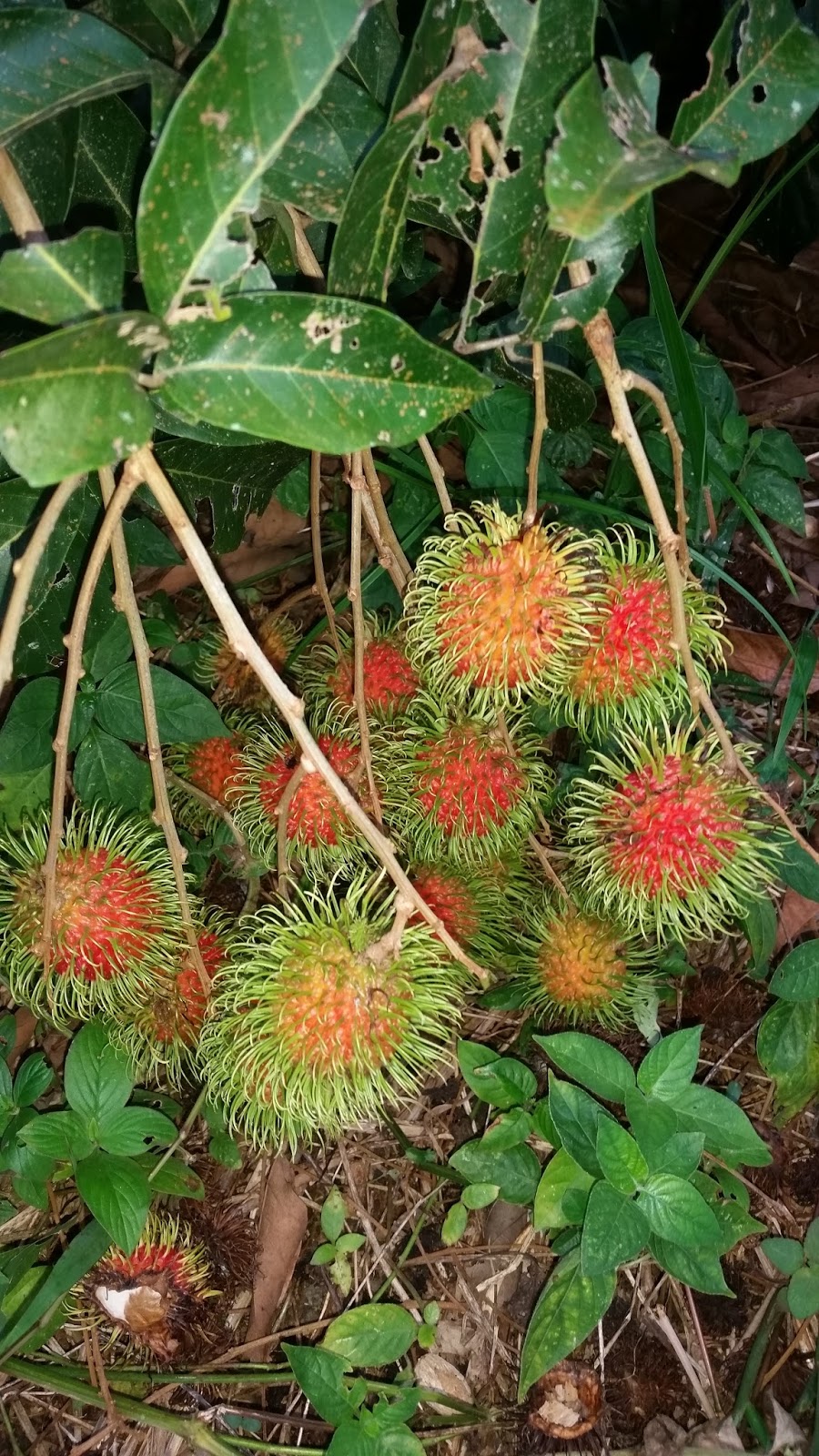 Warisan Petani: Rambutan Jarum Emas.