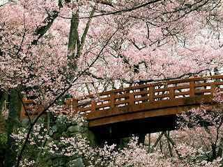 Samurai Japanese Wall Art and Cherry Blossom Art Wallpaper