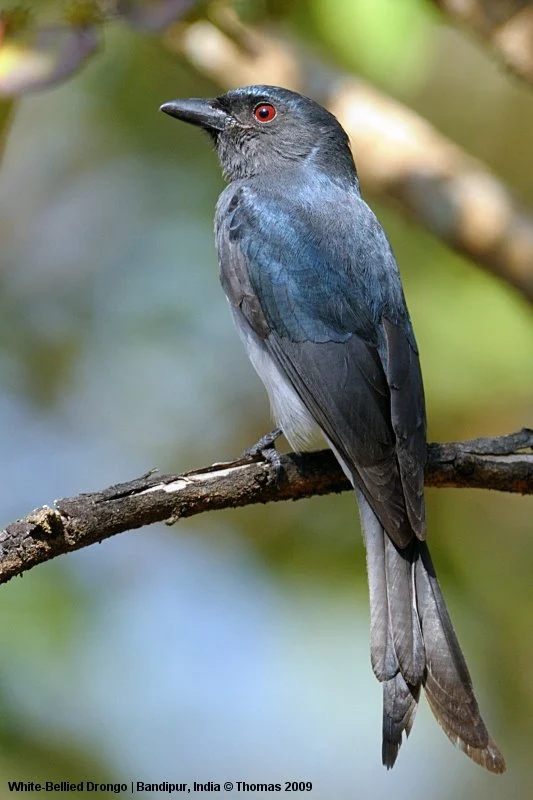  animals of white bellied fantail bird habitat