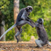 Perkelahian Dua Ekor Monyet