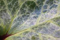 Fantastic marbled leaves of H. 'Winter Moonbeam'