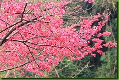 clip_image004