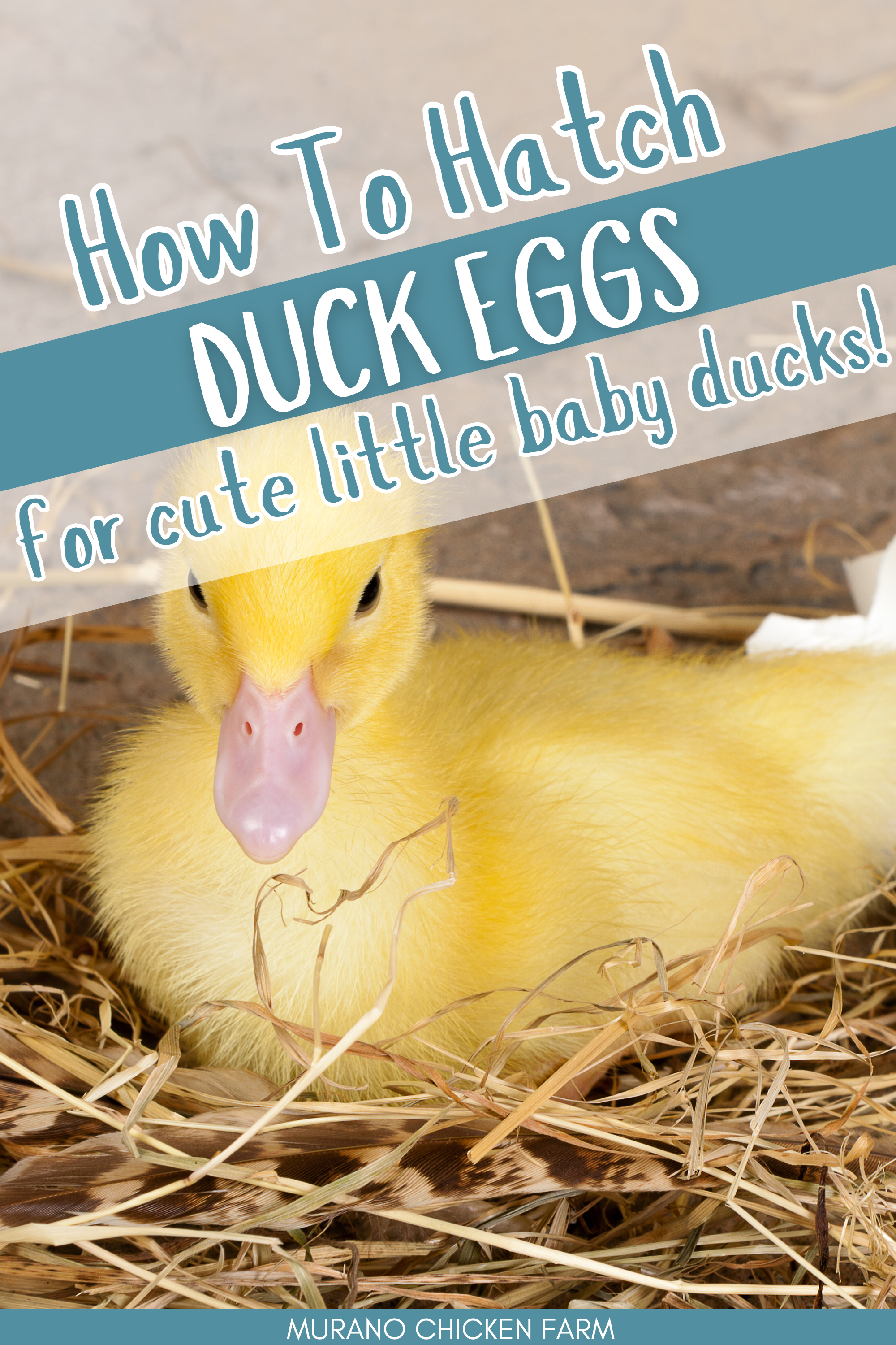 How to hatch duck eggs - Murano Chicken Farm