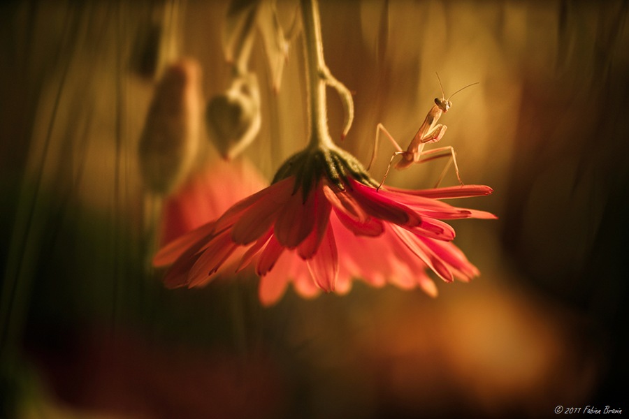 We Come In Peace Fabien Bravin