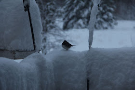 Junco in April snow