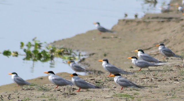 River tern (Sterna aurantia) or The Indian river tern