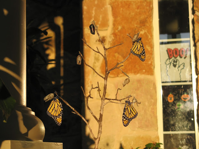 Halloween Colors on Monarchs