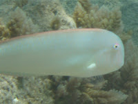 Schermesserfisch