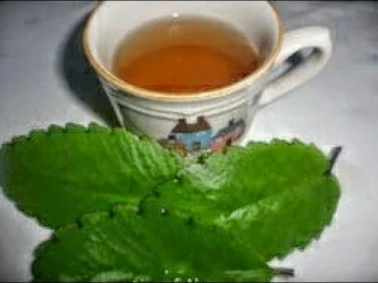How to Make Leaf of Life Tea
