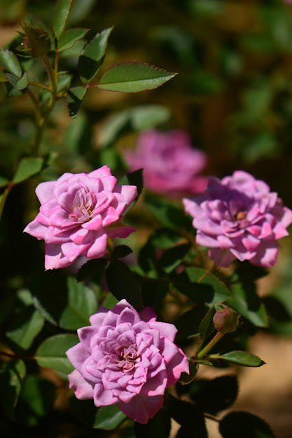 small sunny garden, desert garden, miniature roses, amy myers, photography, kordes