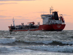 Leale in choppy sea, Livorno