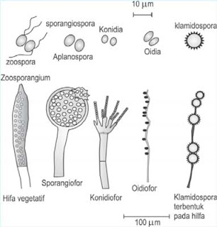 macam-macam bentuk spora aseksual jamur (fungi)