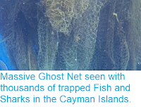 https://sciencythoughts.blogspot.com/2018/04/massive-ghost-net-seen-with-thousands.html