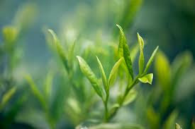 Eat Rose Green Tea to cut fatigue! This tea works like magic!