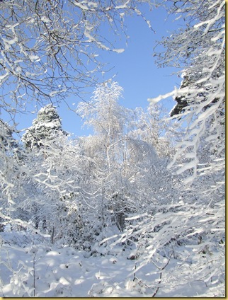 DSCF7677