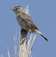 Buitrón (Cisticola juncidis)