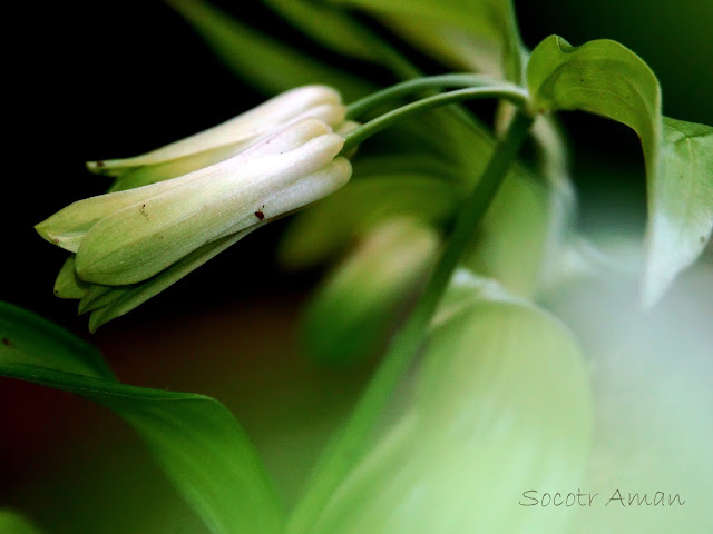 Disporum sessile