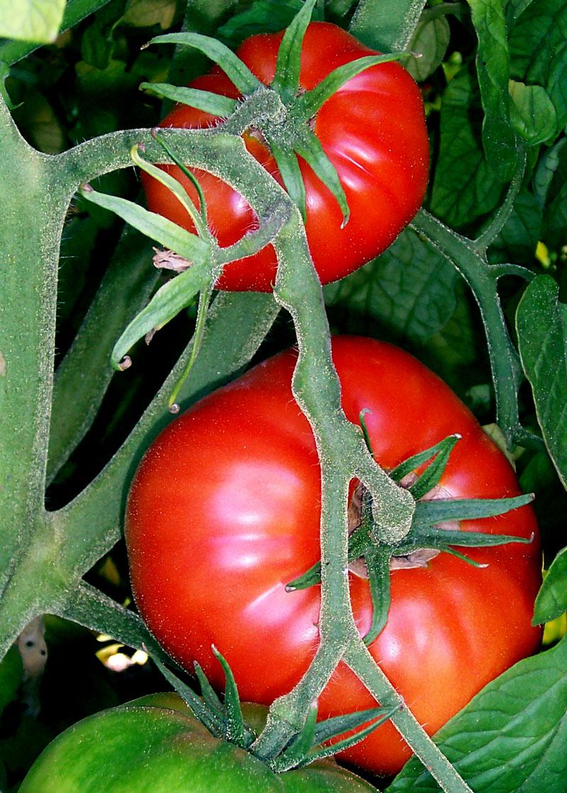 Plants in NanoPics: tomato plant