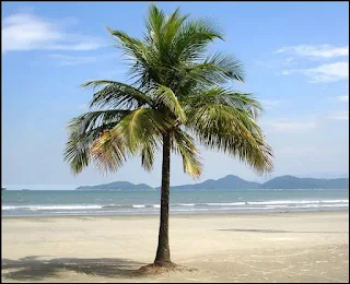 pohon kelapa