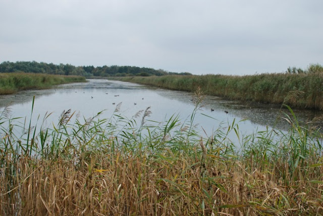 A-Day-Out-at-RSPB-Newport-Wetlands-birds-on-river-with-grasses