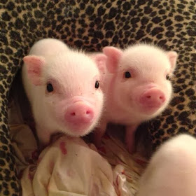 Funny animals of the week - 31 January 2014 (40 pics), two cute mini pigs