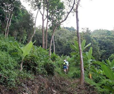 Hiking through the trees