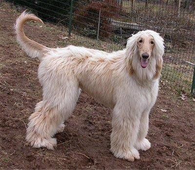 Afghan Hound Photos