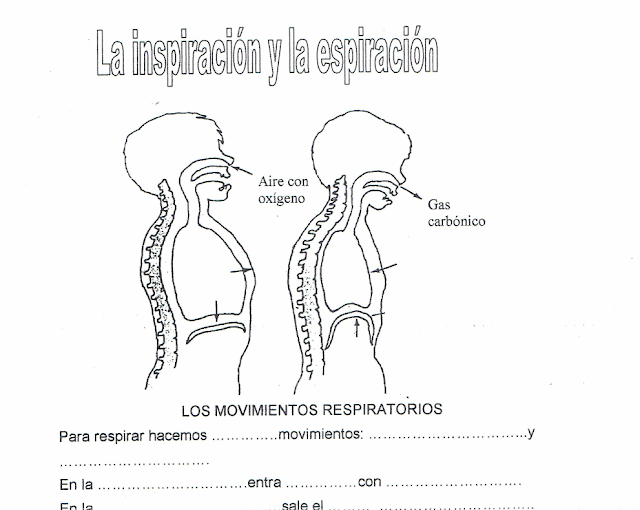 Aparato Respiratorio y Circulatorio Actividades para Imprimir