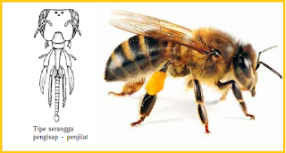 contoh mulut serangga penghisap dan penjilat adalah lebah