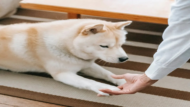 Dog Paw Training